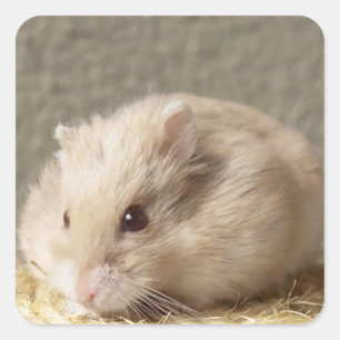 Sticker Carré Campbells Dwarf Hamster russe