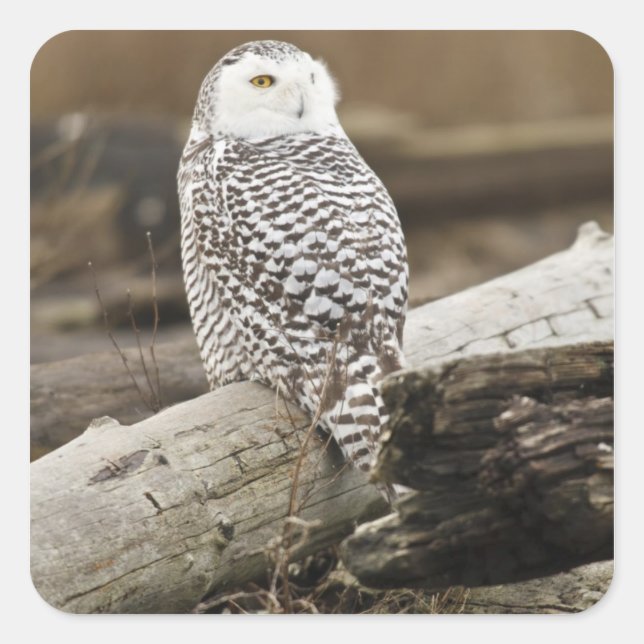 Sticker Carré Canada, Boundary Bay, Snowy Owl (Devant)