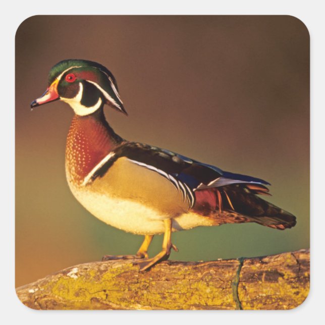 Sticker Carré Canard à bois mâle, Illinois (Devant)