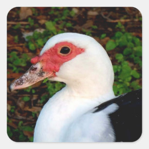 Sticker Carré Canard à muscovy