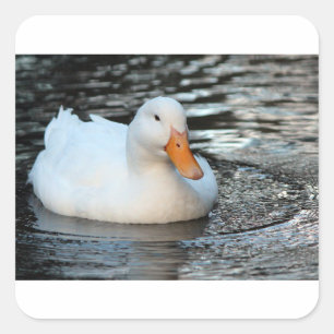 Sticker Carré Canard blanc nageant dans une crique