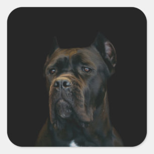 Sticker Carré Canne Corso - mastiff italien