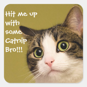 Sticker Carré Capture de capture photo de chat amusant