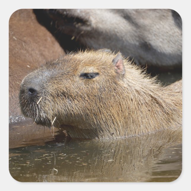 Sticker Carré Capybara dans l'eau (Devant)
