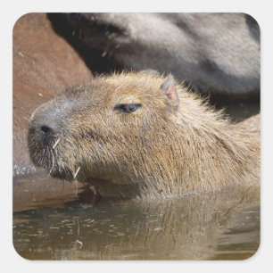 Sticker Carré Capybara dans l'eau