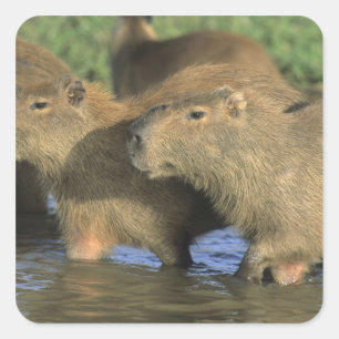 Sticker Carré Capybara, Hydrochaeris hydrochaeris), monde
