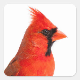 Sticker Carré Cardinal Bird