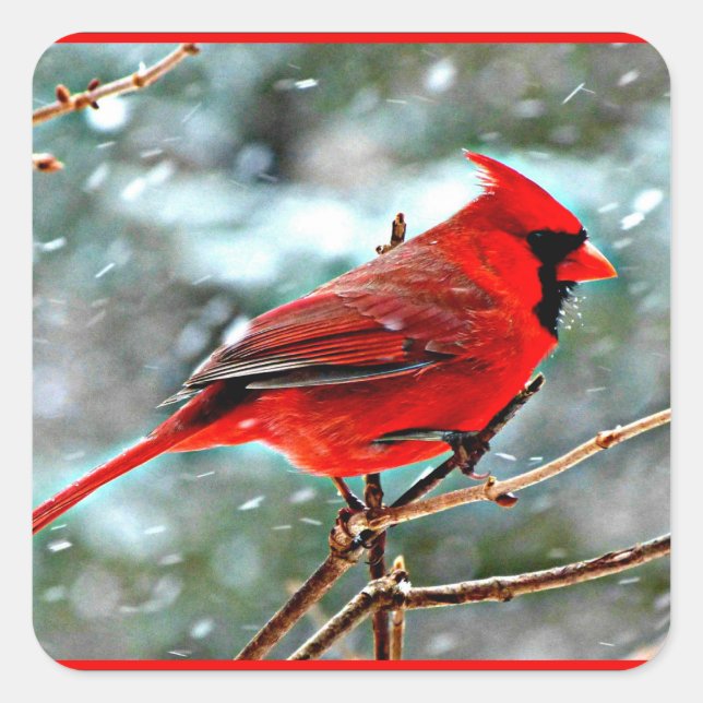 Sticker Carré Cardinal rouge dans la neige (Devant)