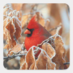 Sticker Carré Cardinal rouge dans les feuilles d'automne gelées