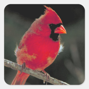 Sticker Carré Cardinal rouge perché sur une branche d'arbre