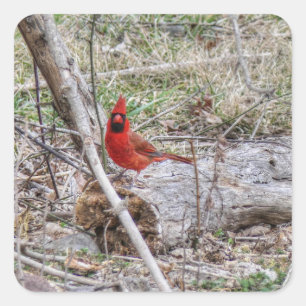 Sticker Carré Cardinal vibrant