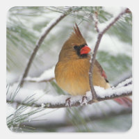 Cardinalis femelle dans un pin enneigé,