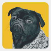 Carlin noir sur arrière - plan jaune, amoureux de 