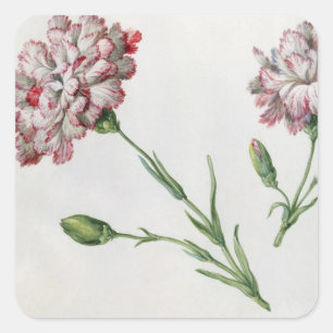 Sticker Carré Carnations