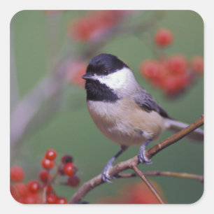 Sticker Carré Carolina Chickadee