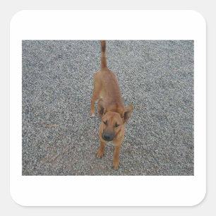 Sticker Carré Carolina chien full.png