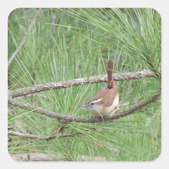 Sticker Carré Carolina Wren in Pine Tree (Devant)