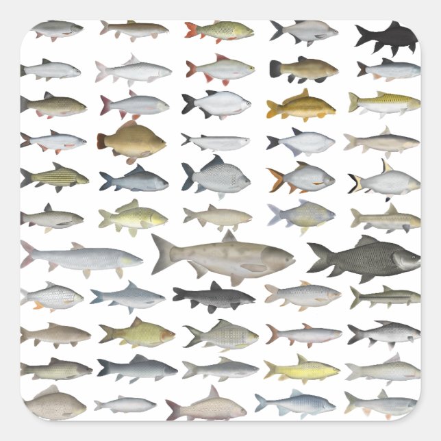 Sticker Carré Carp (Devant)