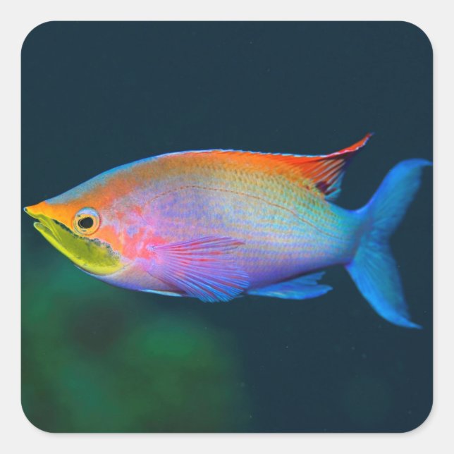 STICKER CARRÉ CARRÉ DE POISSON TROPICAL DE PLANCHE (Devant)