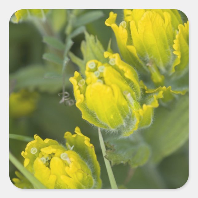 Sticker Carré Castilleja (Devant)