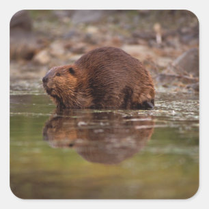 Sticker Carré castor, Castor canadensis, va nager