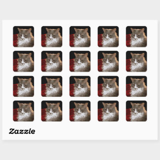 STICKER CARRÉ CAT