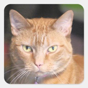 Sticker Carré Cat