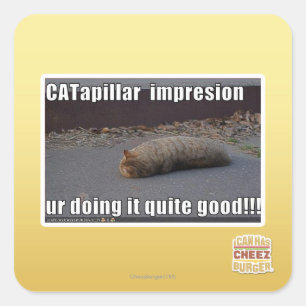 Sticker Carré CATapillar