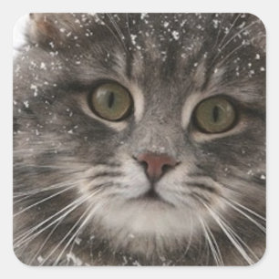 Sticker Carré cats_and_snow15 animaux animaux animaux animaux an