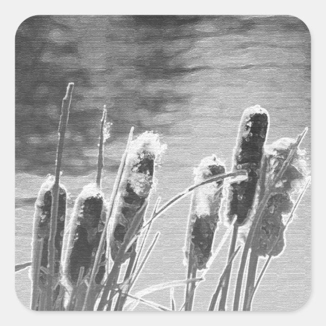 Sticker Carré Cattails près de l'étang en noir et blanc (Devant)