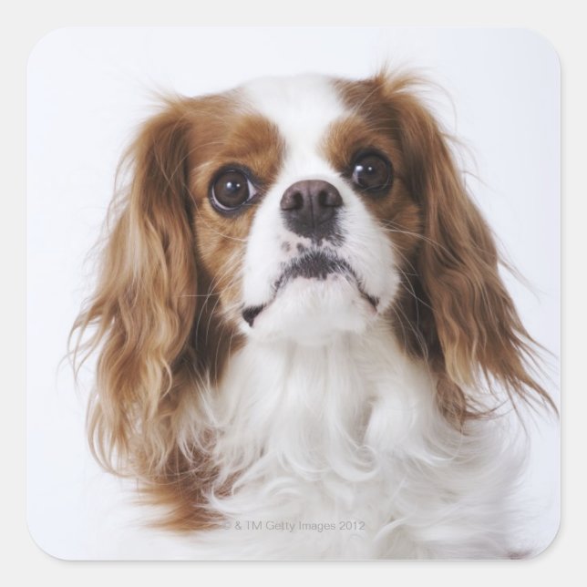 Sticker Carré Cavalier King Charles Spaniel assis en studio (Devant)