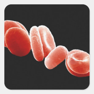 Sticker Carré Cellules de sang rouges