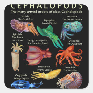 Sticker Carré Céphalopodes poulpes calamars