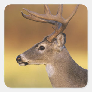 Sticker Carré Cerf à queue blanche, Odocoileus virginianus,