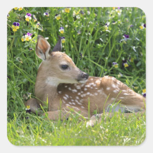 Sticker Carré Cerf à queue blanche (Odocoileus virginianus)