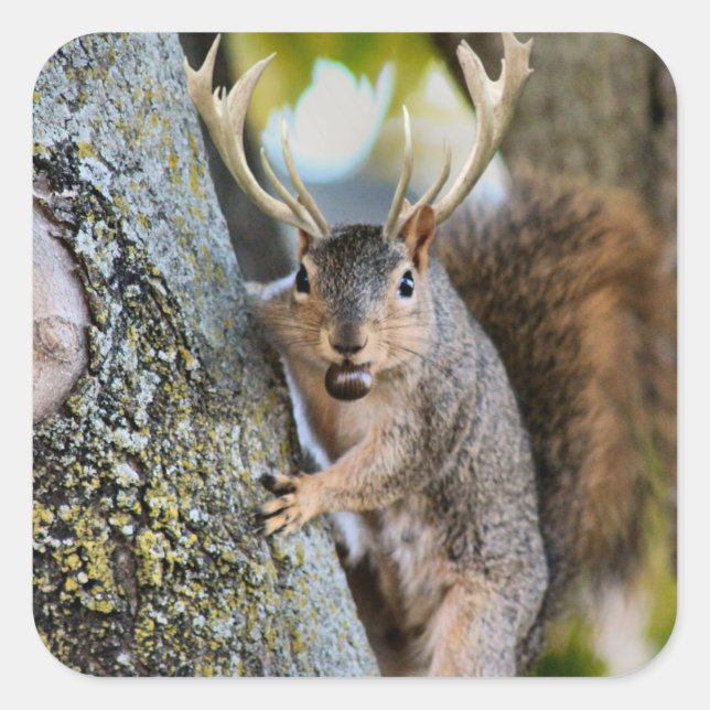 Sticker Carré Cerf écureuil (Devant)