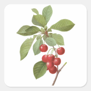 Sticker Carré Cerises Fruit Vintage, Cerises par Redoute