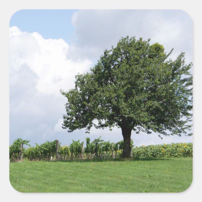 Sticker Carré Cerisier En Été (Devant)