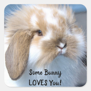 Sticker Carré Certains Bunny Vous Aime - Fluffy Holland Lop