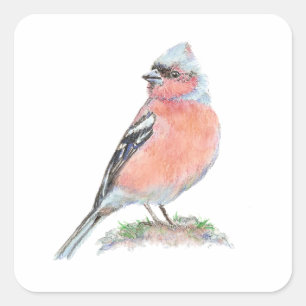 Sticker Carré Chaffinch mignon, Aquarelle Collection d'oiseaux