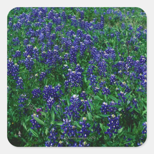 Sticker Carré Champ de Bluebonnets du Texas (Devant)