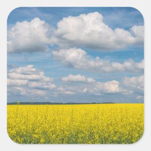 Sticker Carré Champ de Canola & Nuages