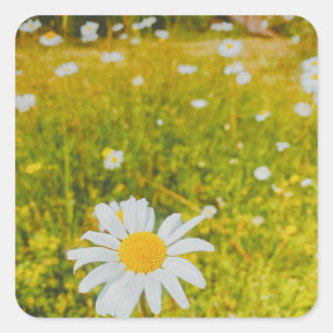 Sticker Carré Champ scandinave estival en fleurs