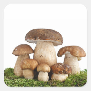 Sticker Carré Champignons Boletus Edulis