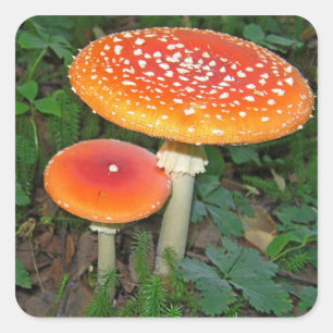 Sticker Carré Champignons magiques
