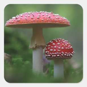 Sticker Carré Champignons magiques