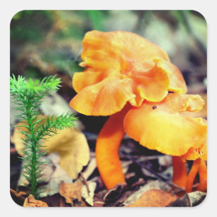 Sticker Carré Champignons sauvages d'Orange Nature