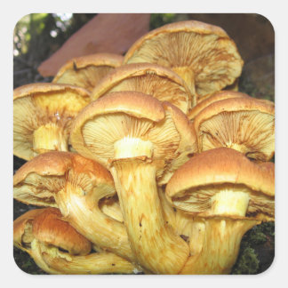 Sticker Carré Champignons sauvages, Gymnopilus junonius - Sticke