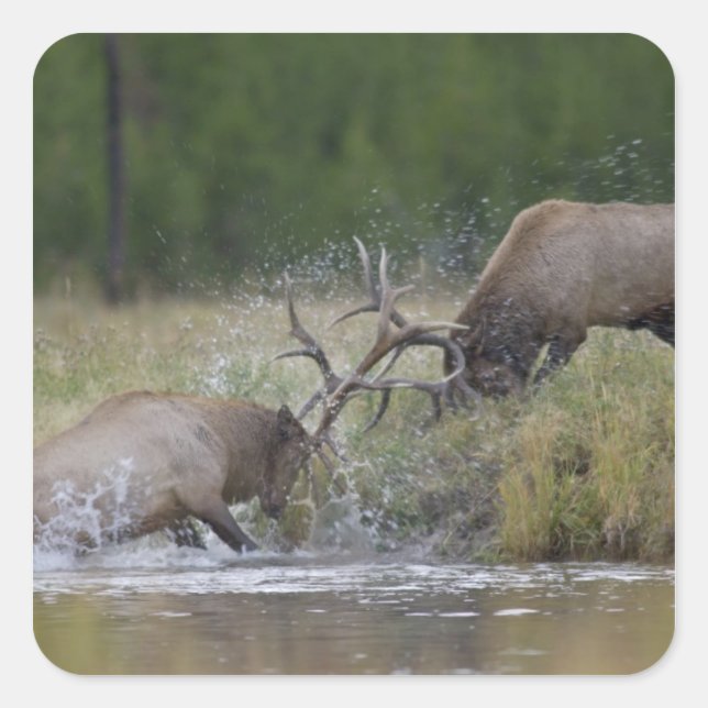 Sticker Carré Championnats d'Elk, Yellowstone NP, Wyoming (Devant)