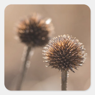 Sticker Carré Chardon de globe en automne Macro